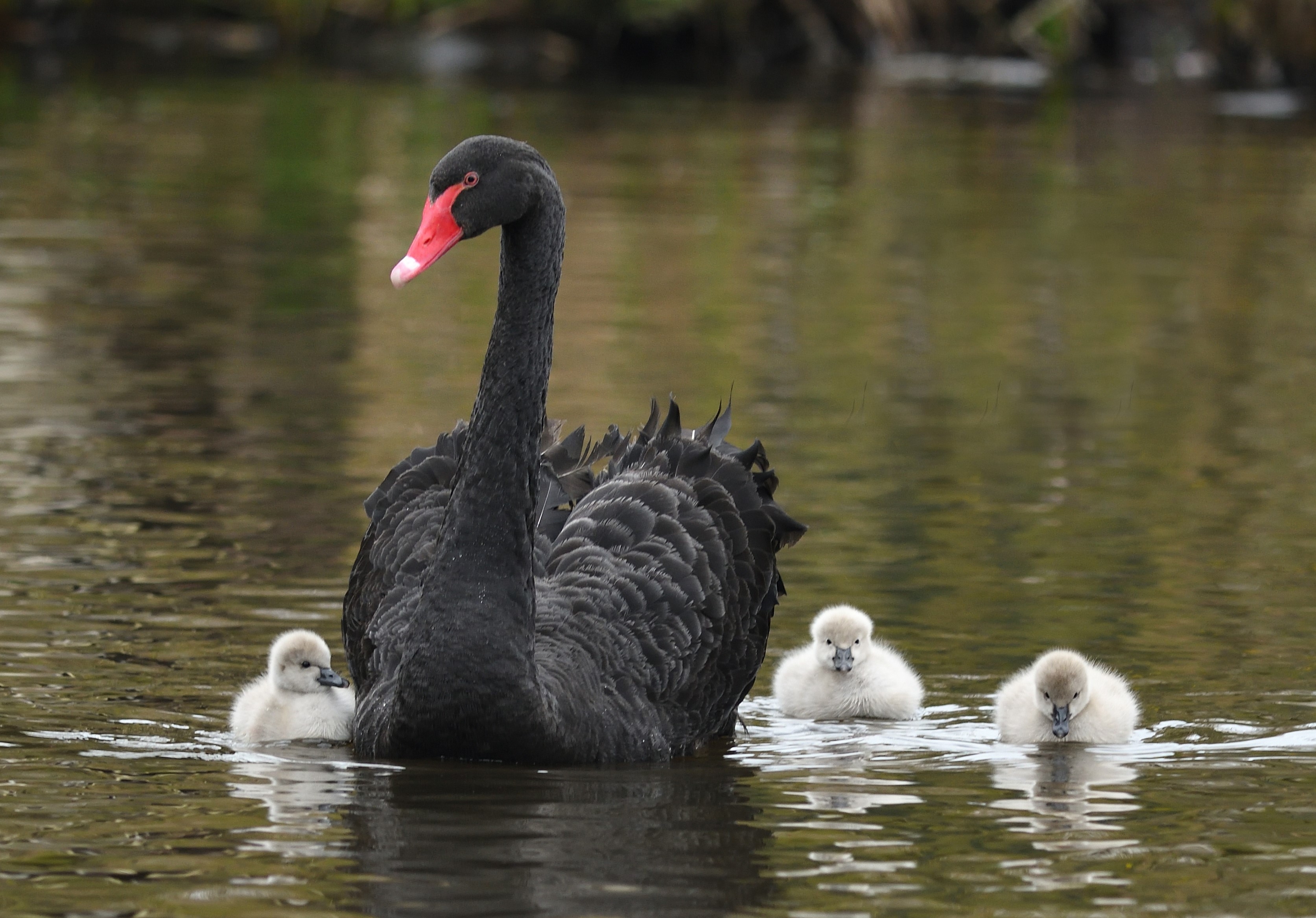 Black swan cygnets hatch at Martin Mere | WWT Martin Mere