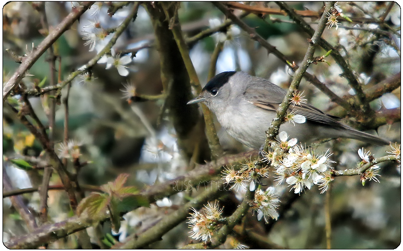 Recent Sightings 19th - 25th March