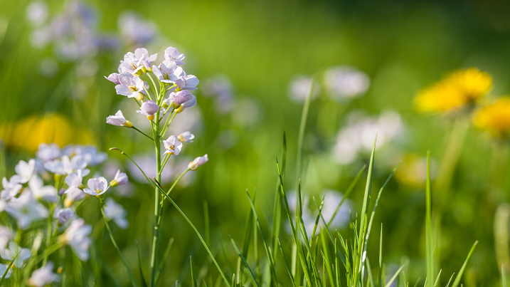 Cuckoo flower in bloom