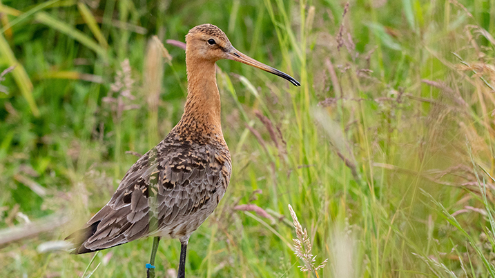 Black-tailed godwit in grasses