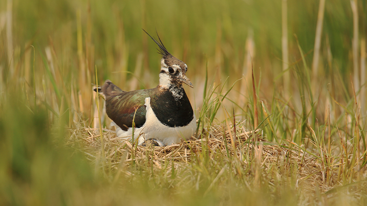 Lapwing sitting on its nest