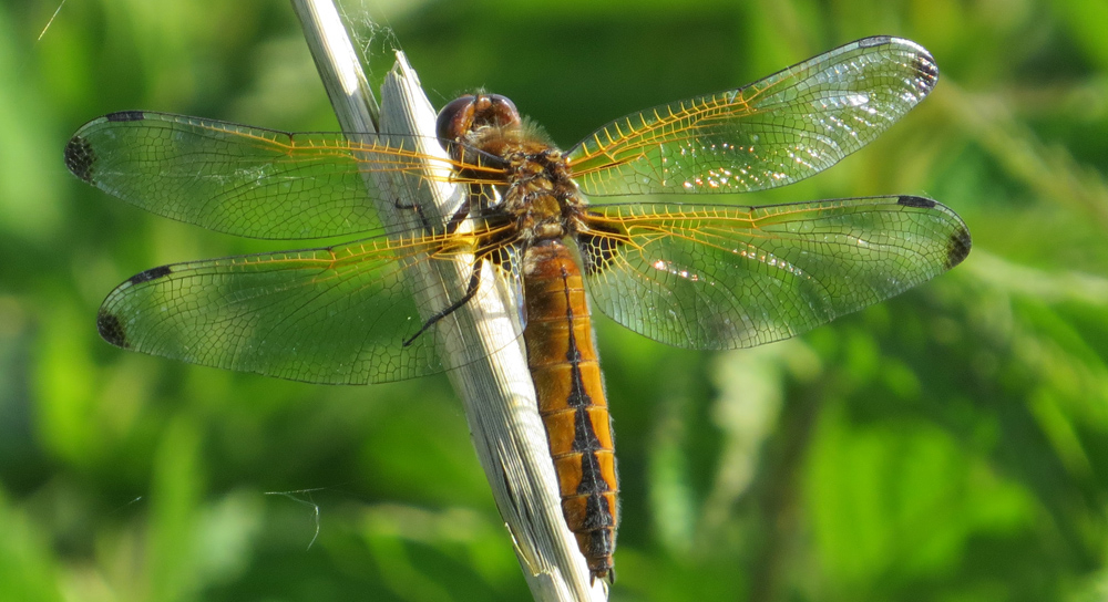 Scarce chaser dragonfly small low res.jpg