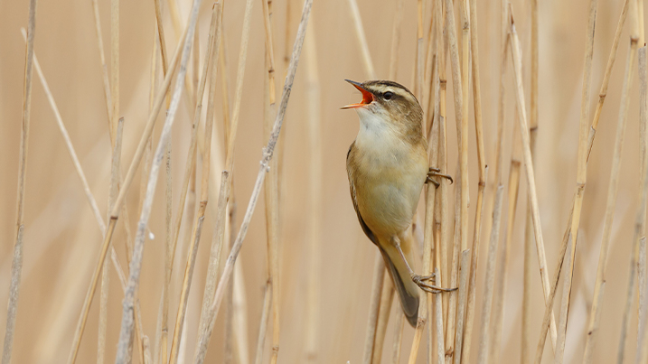 Sedge warbler singing in the reeds