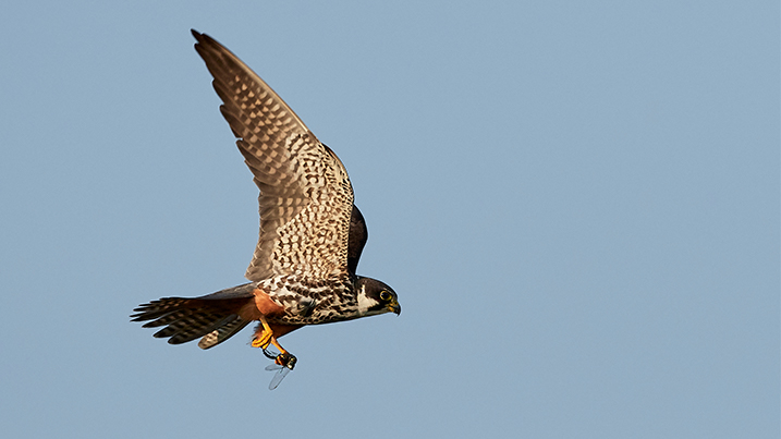 A hobby in flight holding prey