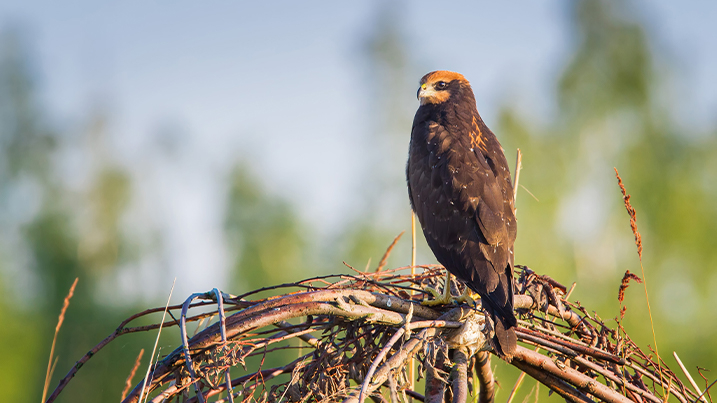 Juvenile marsh harrier perched on a tree