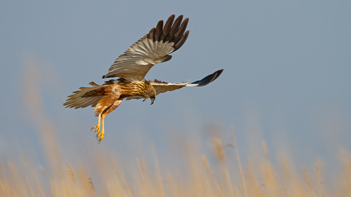 Male marsh harrier hunting