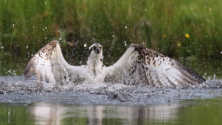 Osprey splashing in water