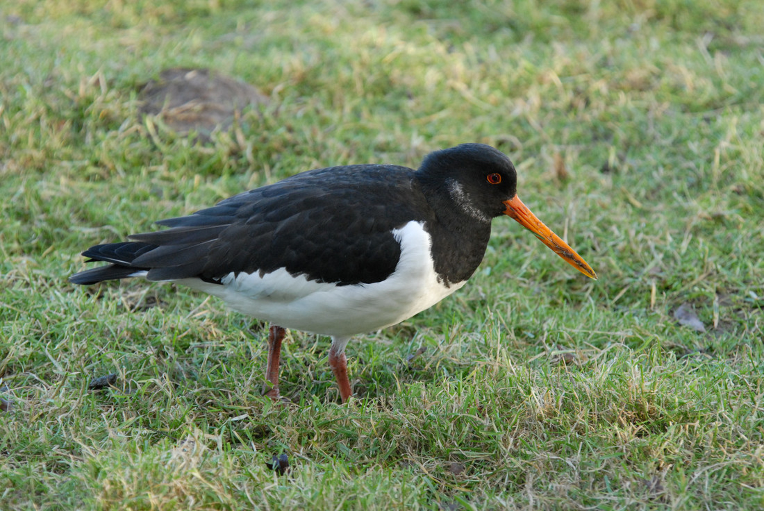 Oystercatcher pair about