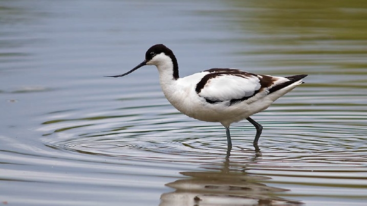 Avocet wading