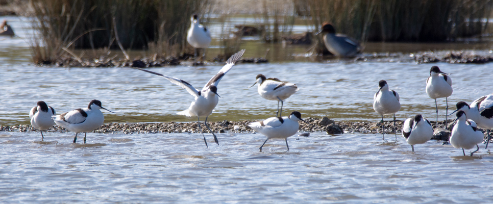 Avocet on Wader Lake - Ian H 966x400.jpg