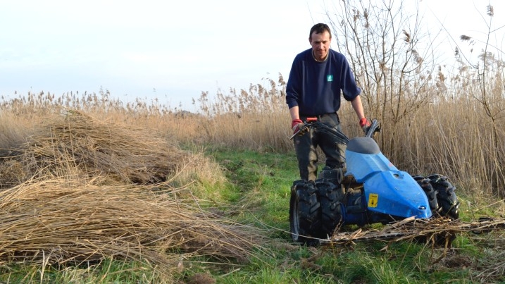 WWT staff cutting back reeds with mower