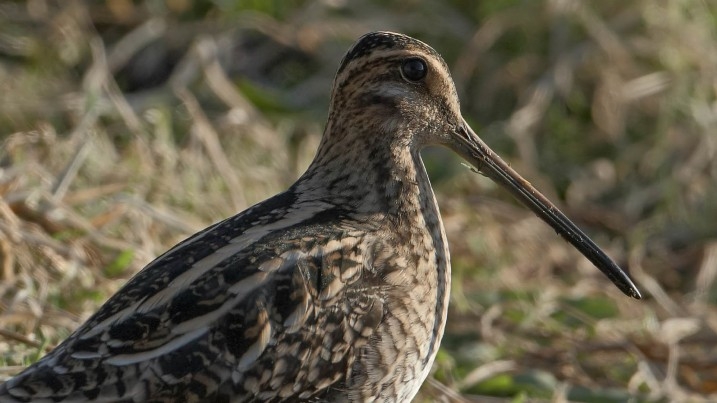 Snipe