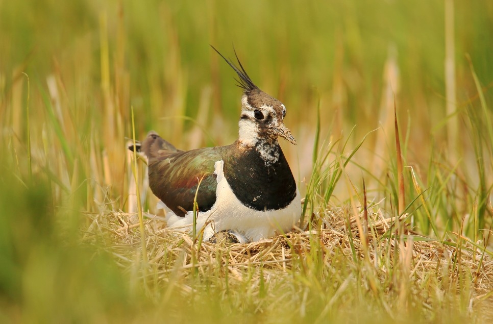 Surviving winter: How we give wildlife a spring start 