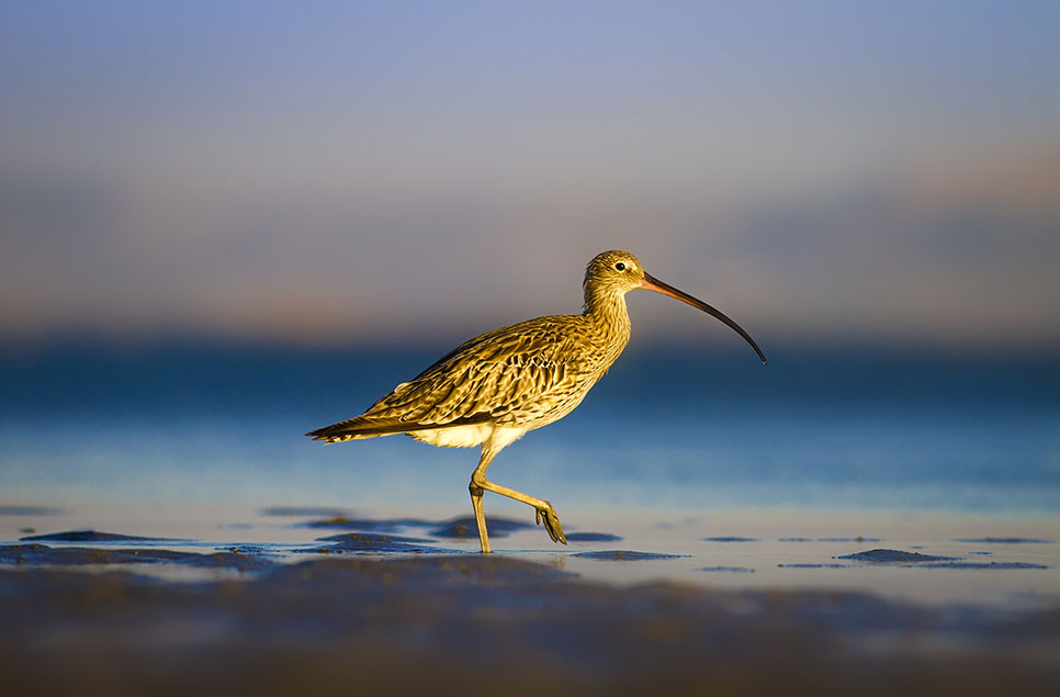 World Curlew Day - guest blog by Mary Colwell