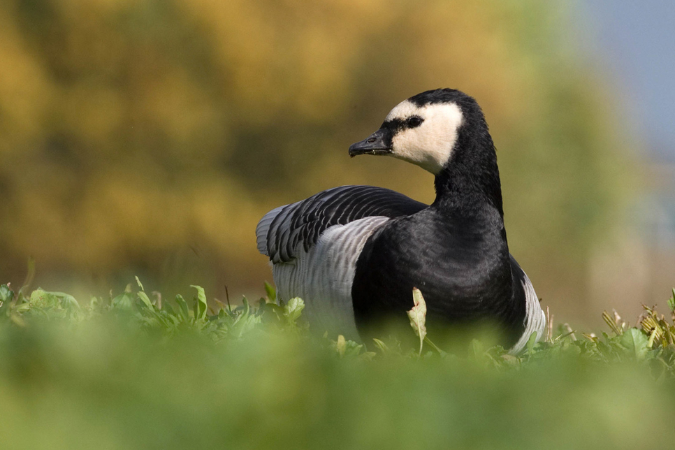Barnacle goose lying in vegetation