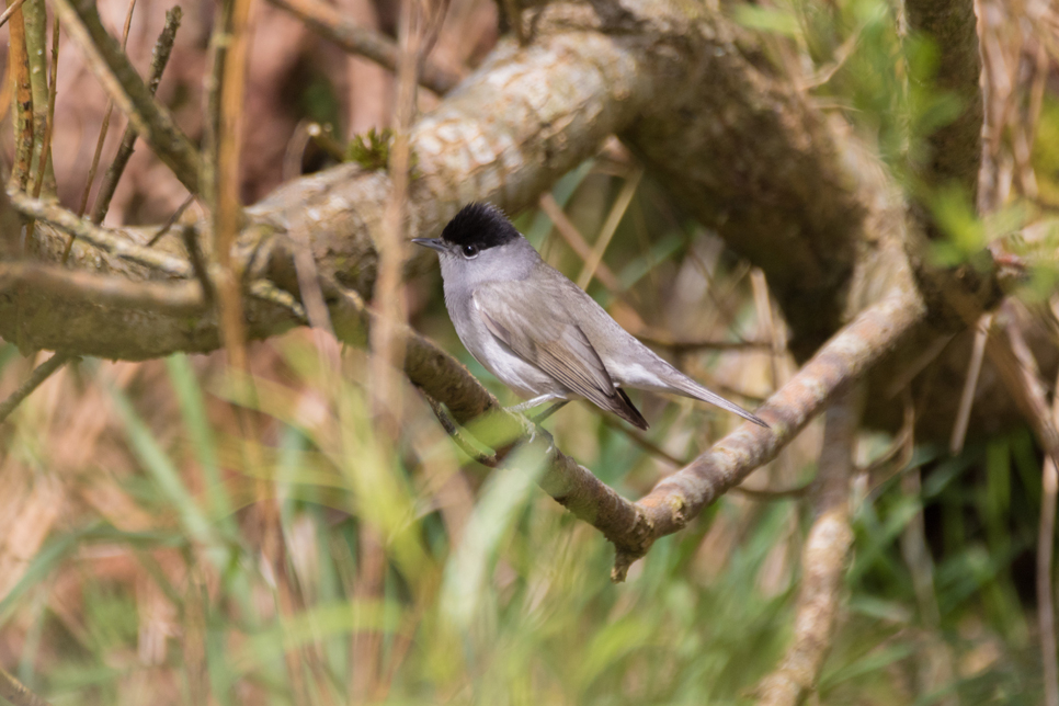 Blackcap - 966x644.jpg