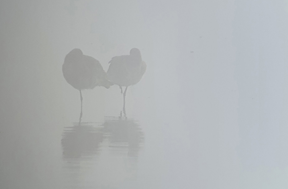 A foggy start