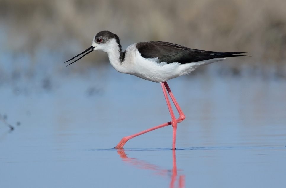 Projects start to pay off with Llanelli's first black-winged stilt