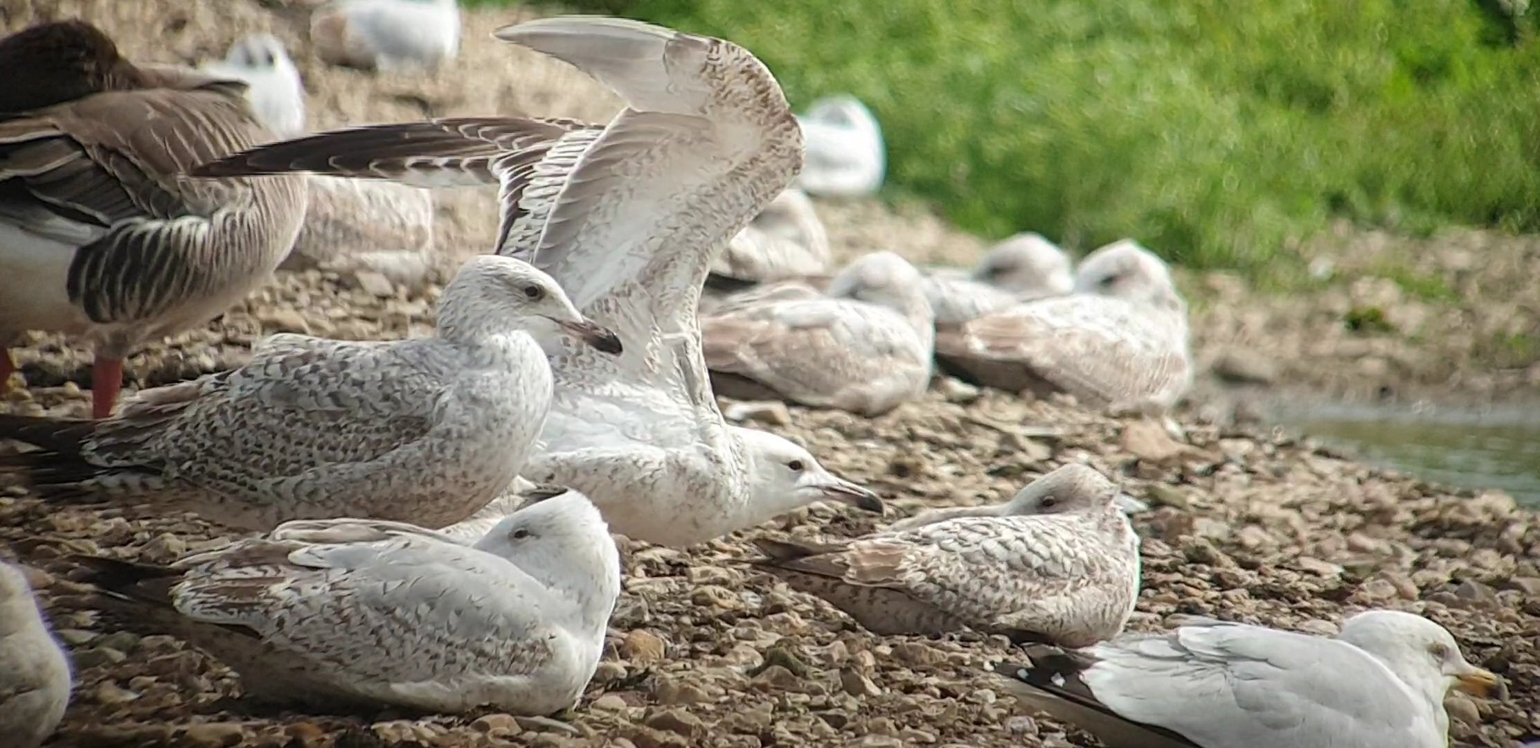 Caspian Gull