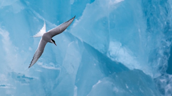 Arctic tern hunting over an iceberg