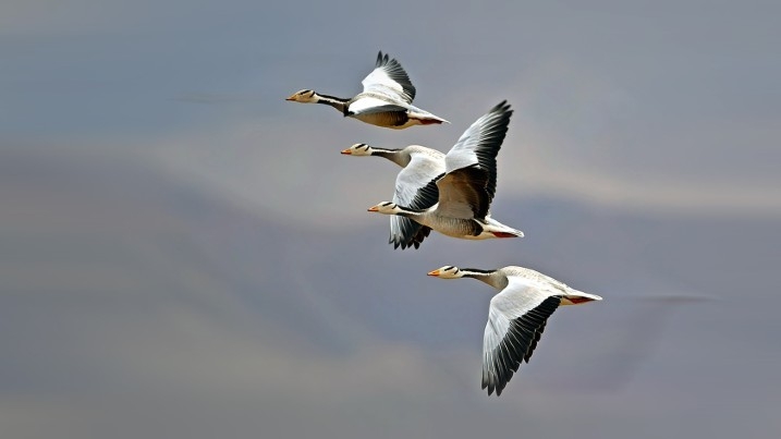 Four bar-headed geese in flight