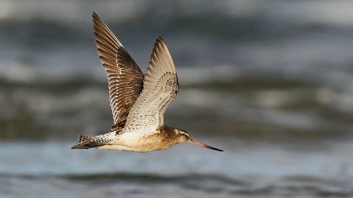 Bar-tailed godwit in flight