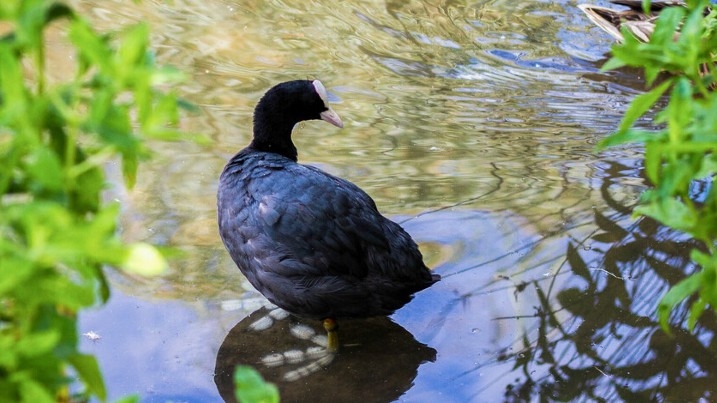 Coot standing in a pond