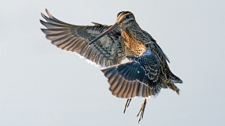 Snipe flapping its wings