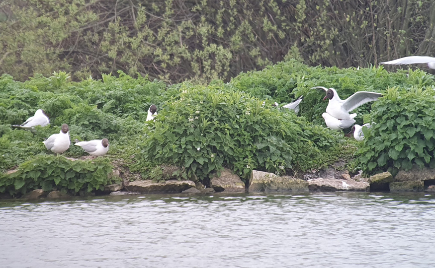 Little Gull still here