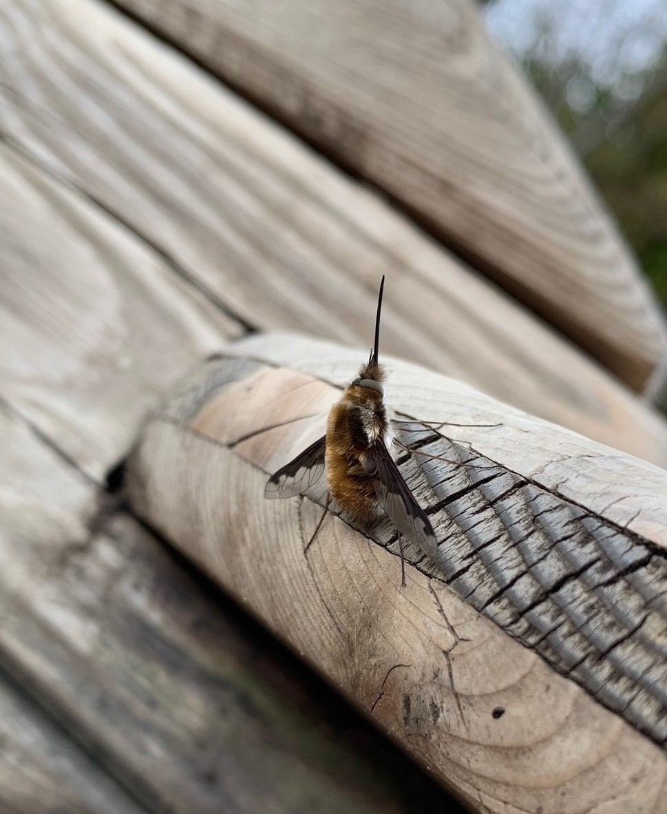 Bee flies causing a buzz this spring