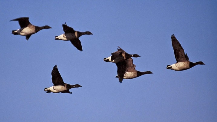 Flock of light-bellied Brent geese in flight