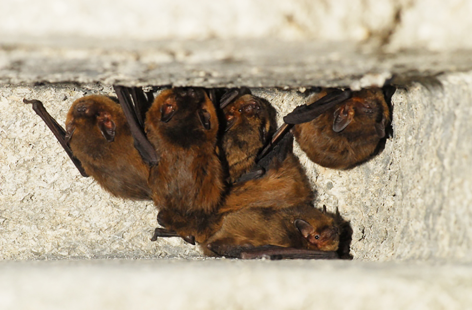 View: Evening Bat Walk for Adults August