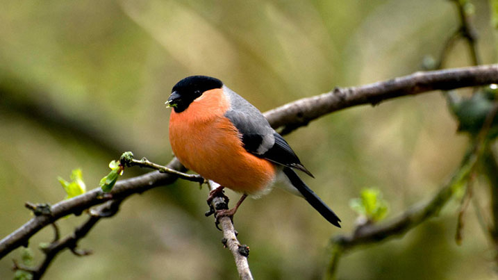 Bullfinch