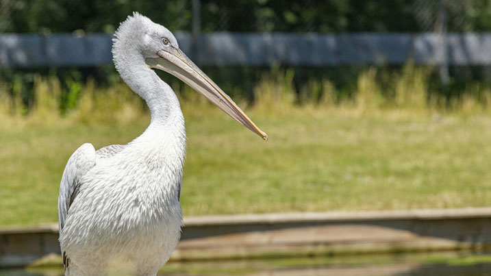 Pelican Cove & Keeper Talk