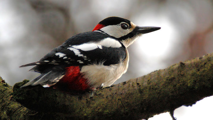 great_spotted_woodpecker_717x403.jpg