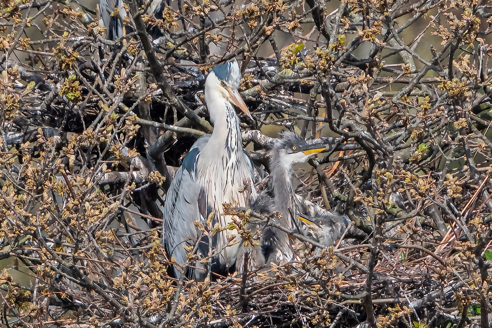 Grey heron with chicks 2022 - Ian Henderson 966x644.jpg