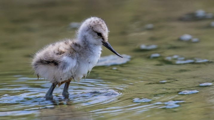 Avocet chick