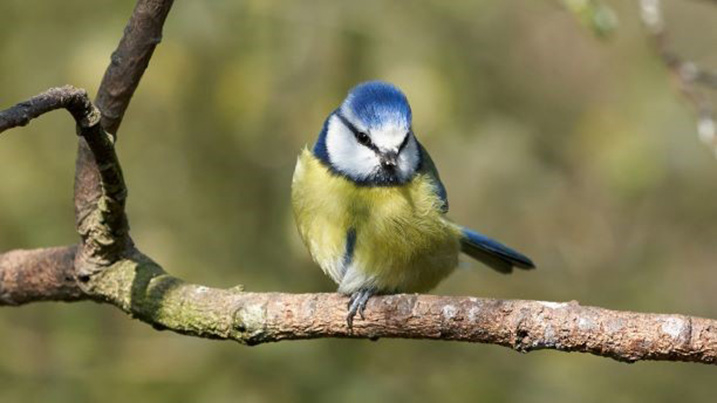 blue_tit_717x403.jpg