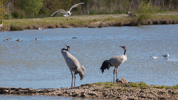 Slimbridge webcam