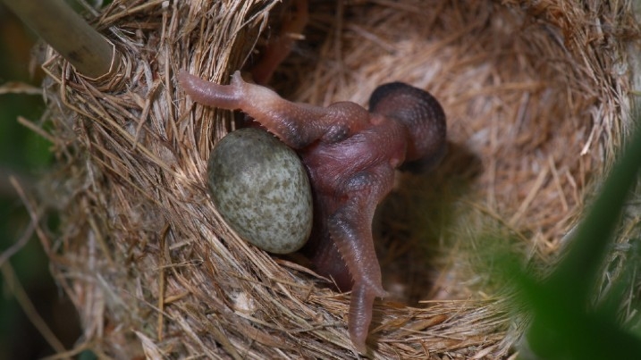 Cuckoo chick pushing rival egg out of the nest