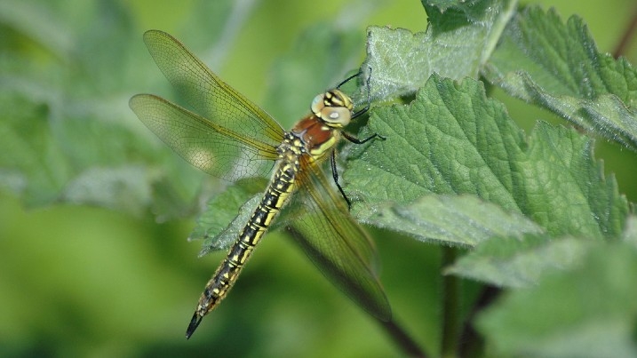 Hairy dragonfly