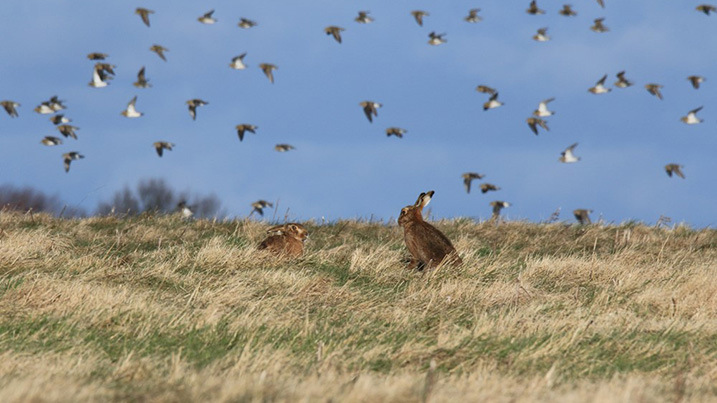 hares_717x403.jpg