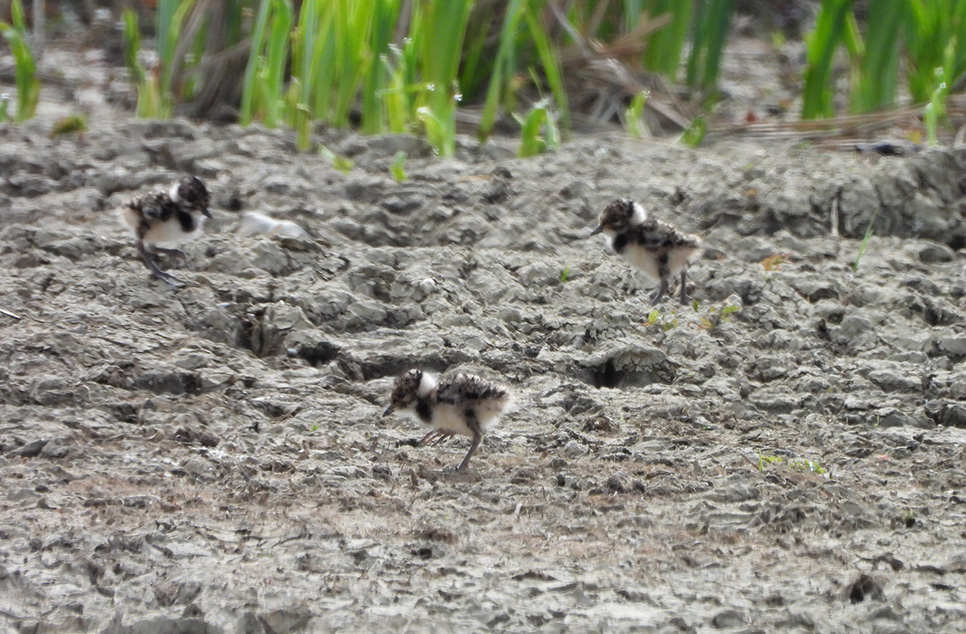 Lapwing chicks  near Ramsar hide