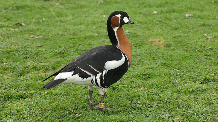 World Wetland Aviary