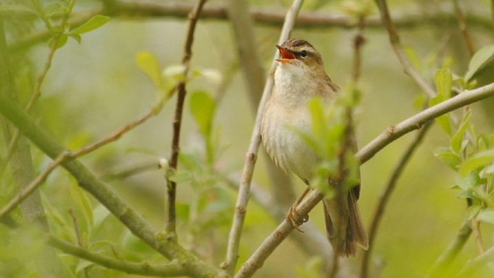 Sedge warbler singing in the reeds
