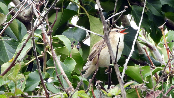 sedge warbler WWt web.jpg