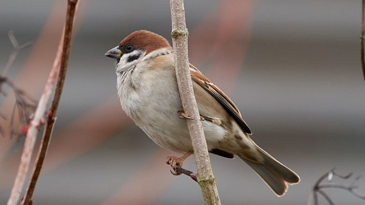 Bird feeding station