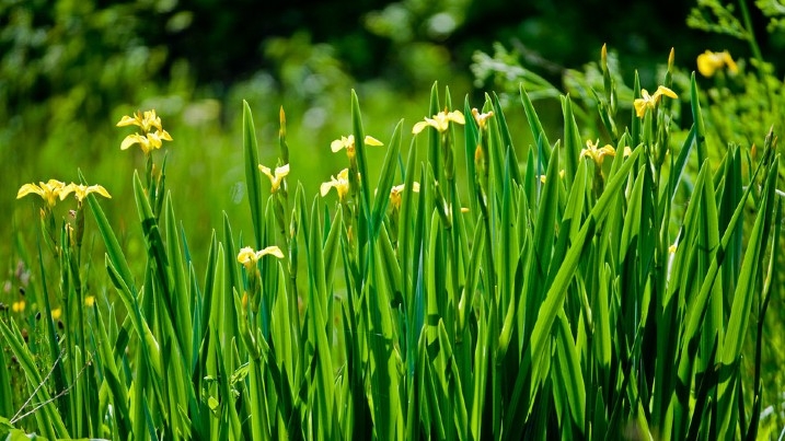 Yellow flag iris