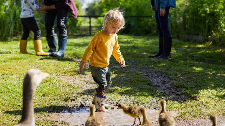 Child and goslings