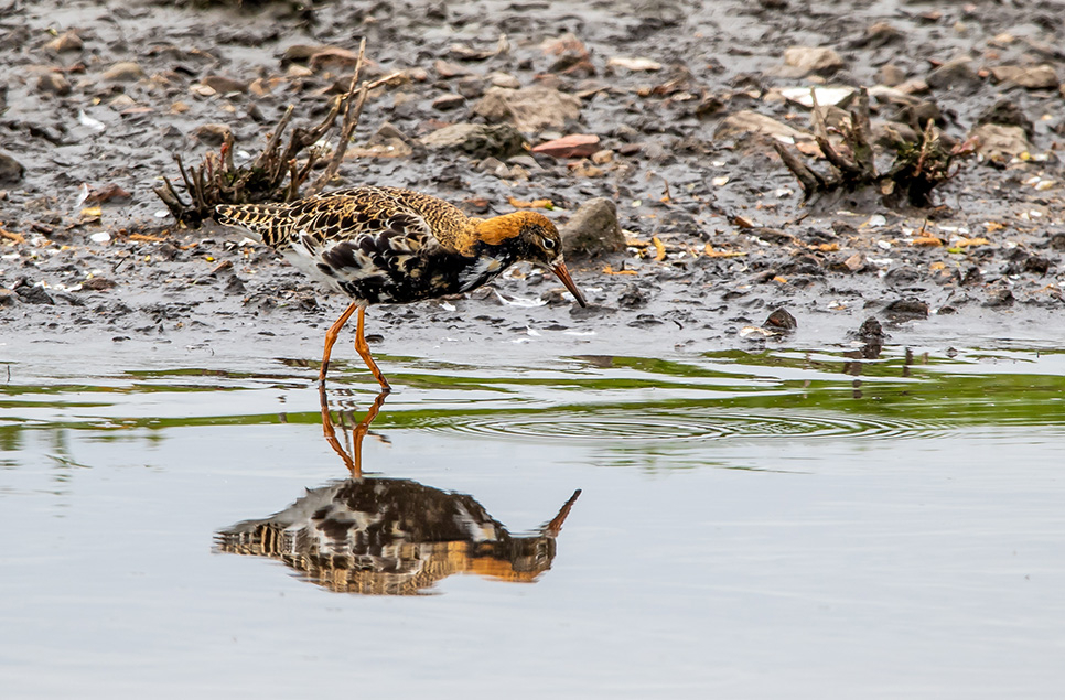 Latest Sightings